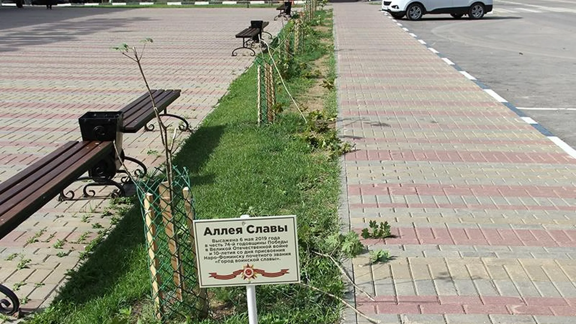 Вандалы в Наро-Фоминске сломали клены, которые посадили ветераны ВОВ