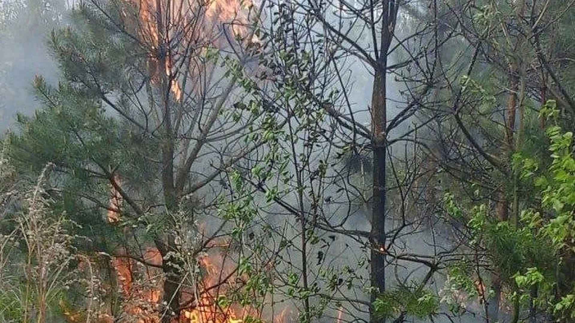 В Комлесхозе Подмосковья рассказали о пожарной обстановке в лесах региона