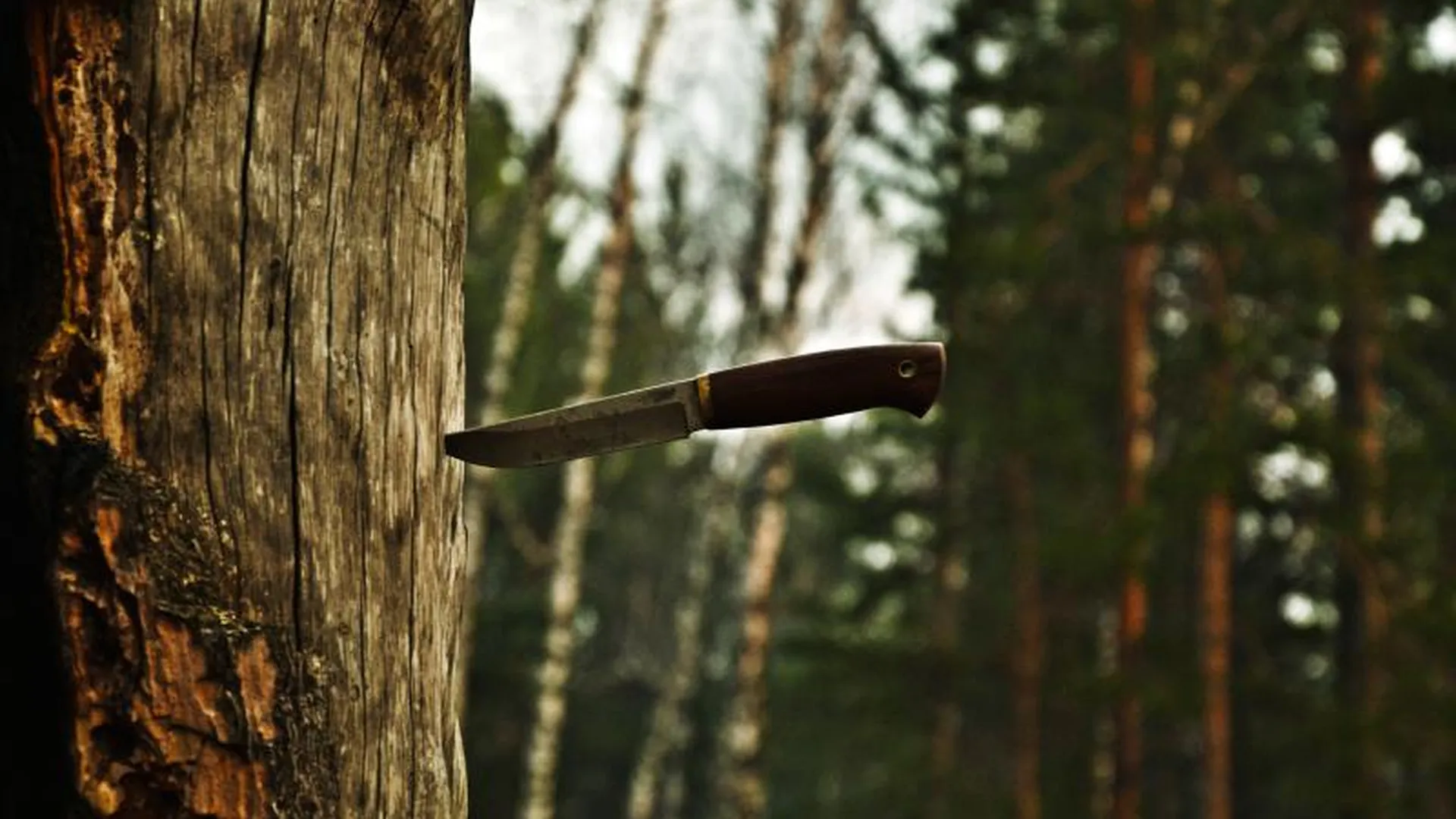 Разбойник с ножом напал на мужчину и ранил его в лесу в Зеленограде 