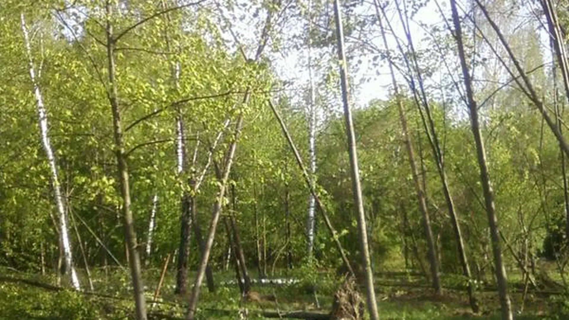 В Лобне участок леса перевязали веревками, чтобы тот не упал