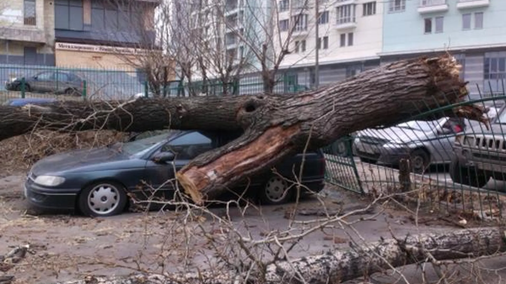 Около 20 деревьев повалил ветер в Черноголовке