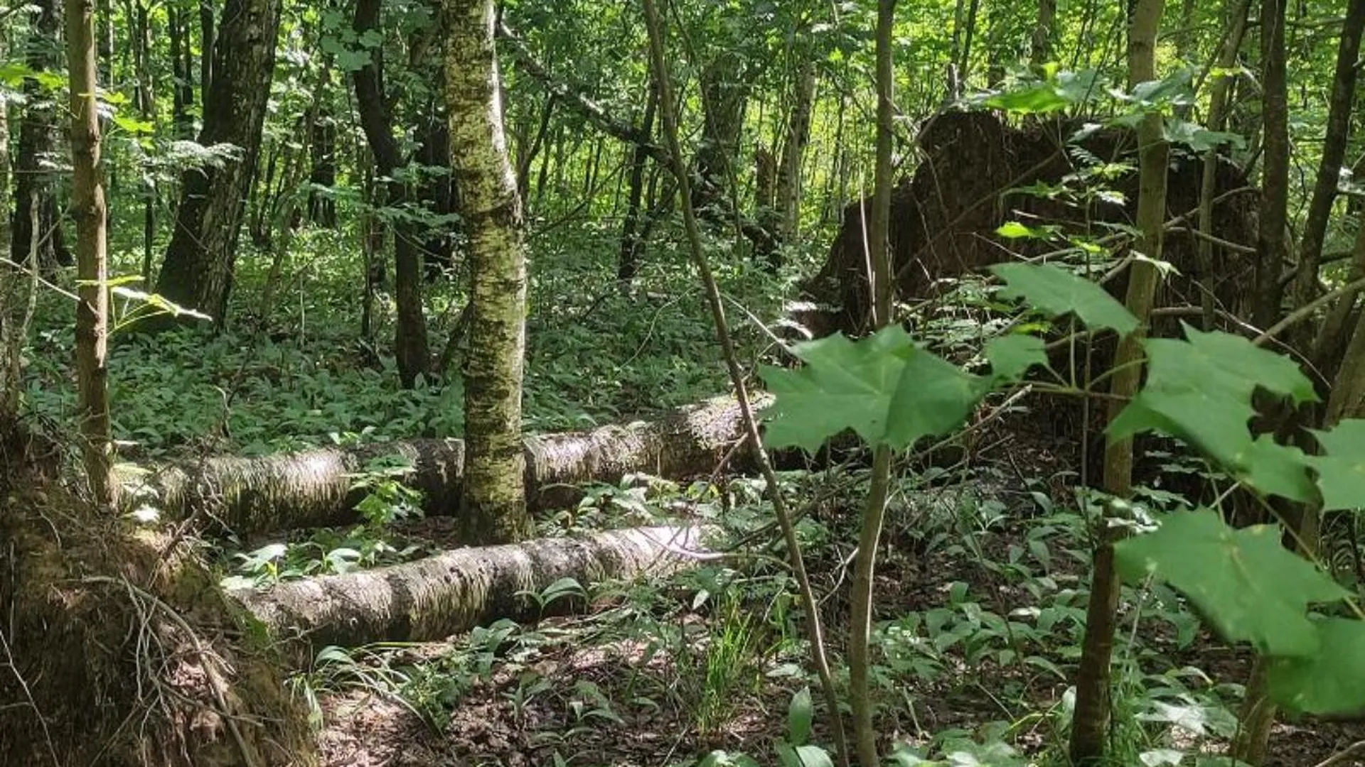 Неликвидную древесину уберут в заказнике «Озерный» в Щелково