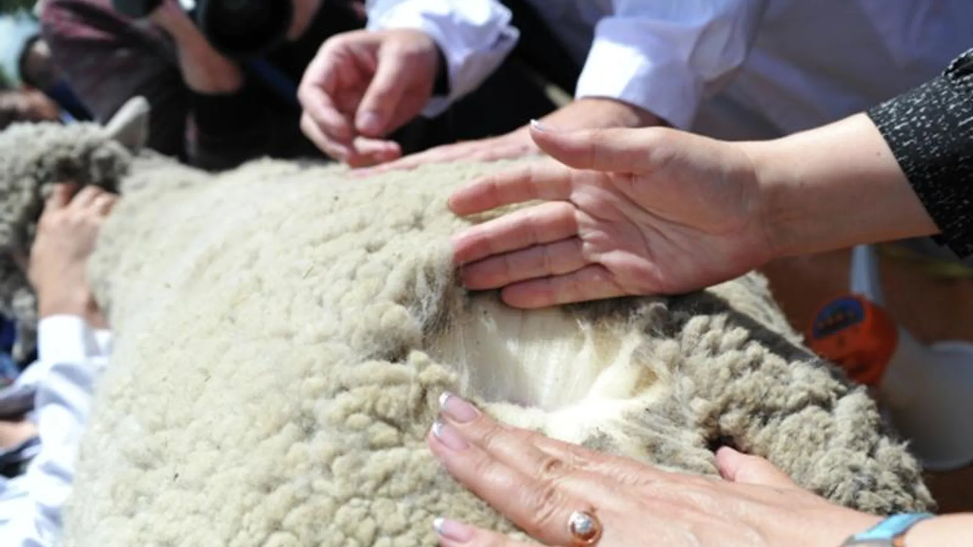 Овчинка стоит выделки: в Подмосковье улучшают мясошерстную породу овец