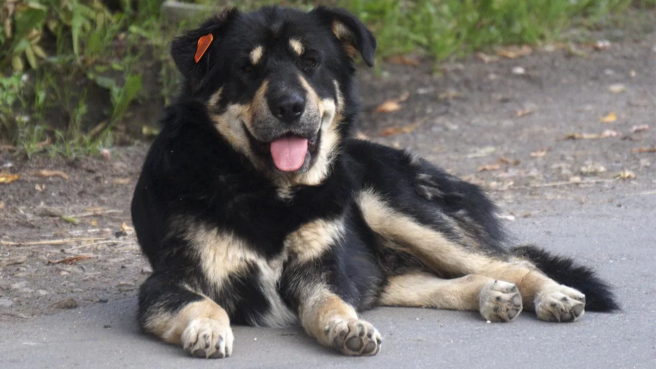 В Оренбурге местный житель отсудил 10 тысяч рублей за укус бродячего пса