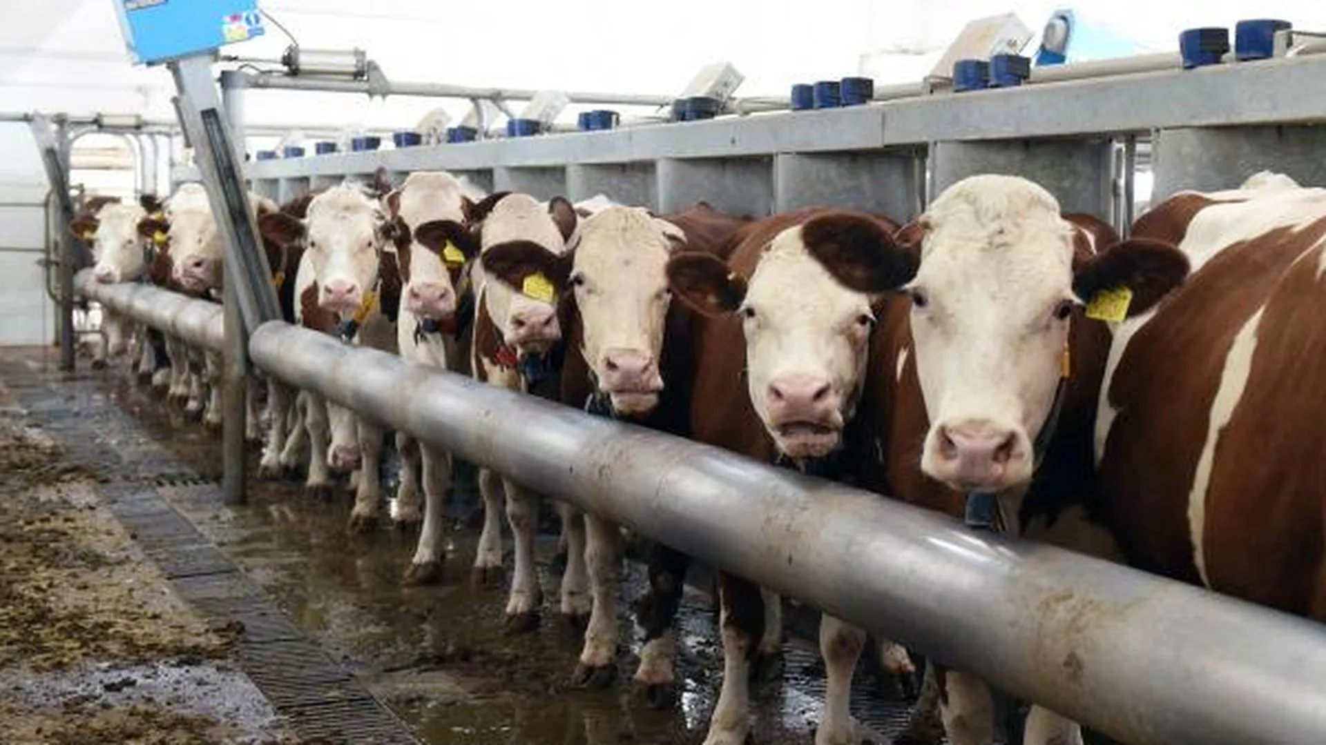 Новая молочно-товарная ферма появится в Ступинском районе