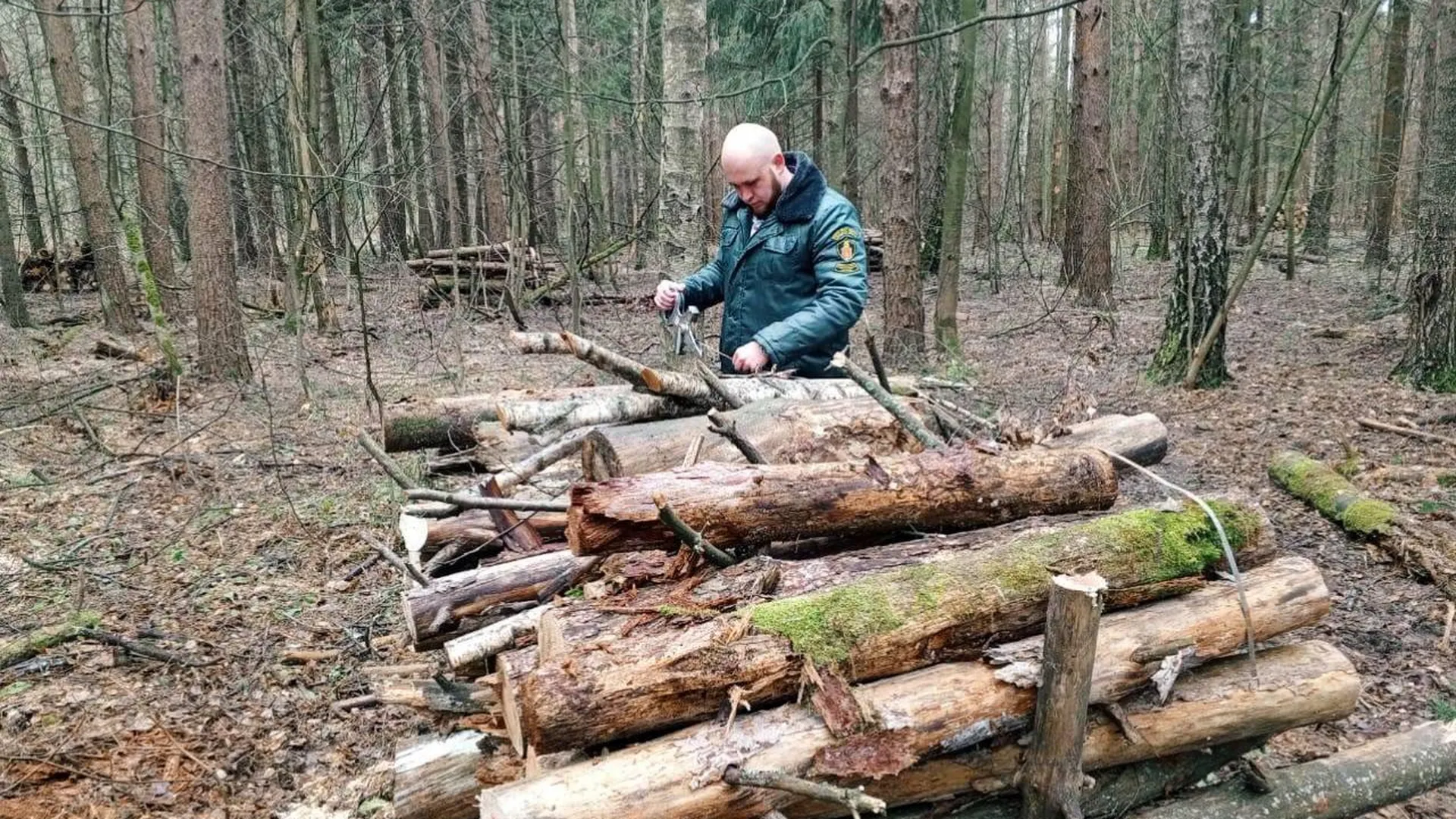 Сухостой и поваленные деревья убрали в Звенигородском лесничестве