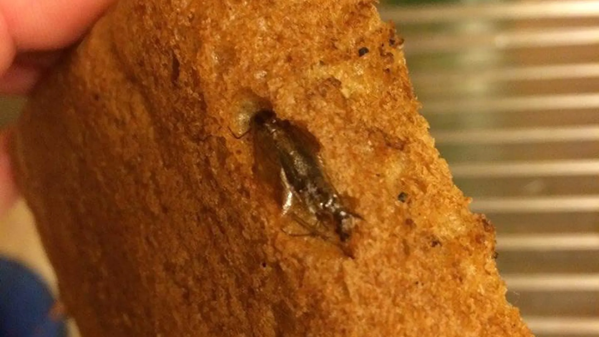 В Дубне пекут хлеб с тараканами