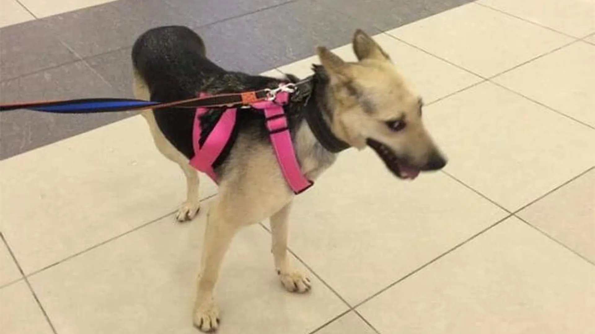 Пса с тремя лапами неделю не могут поймать в аэропорту Шереметьево 