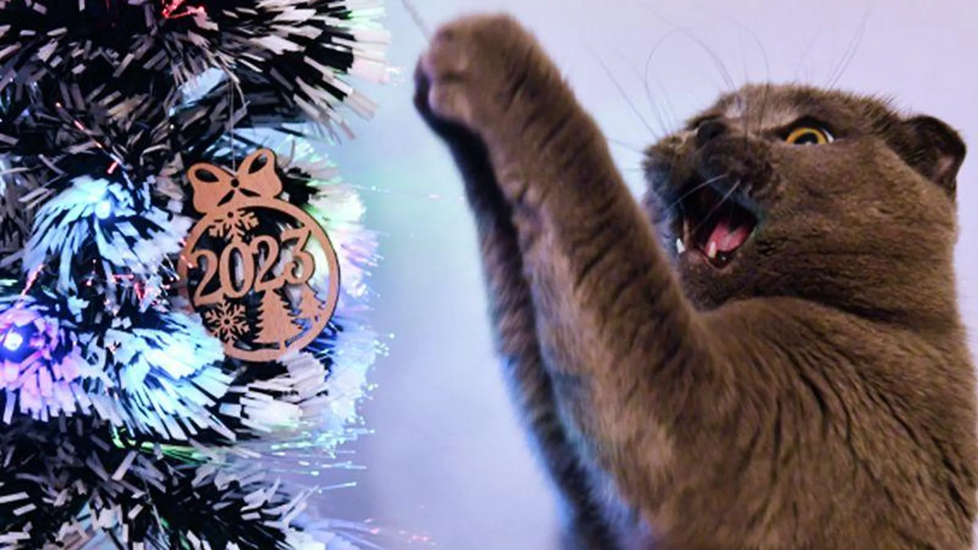 Сосновые шишки, спреи, громкие хлопки: как защитить новогоднюю елку от нападения кота