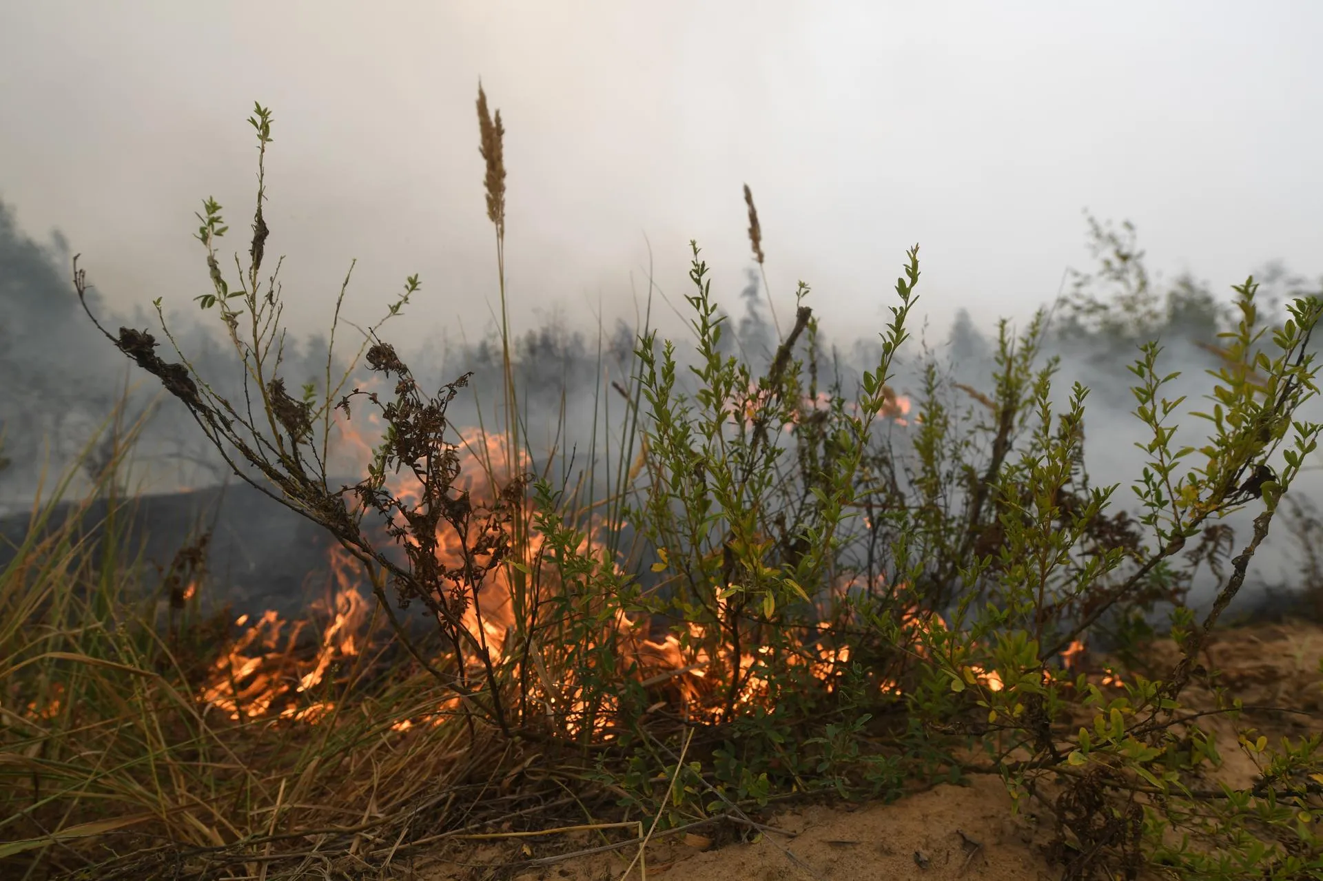 Лесной пожар в Рязанской области / Komsomolskaya Pravda