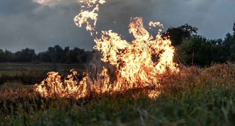 Babr Mash: площадь лесных пожаров в Бурятии превысила шесть тысяч гектаров