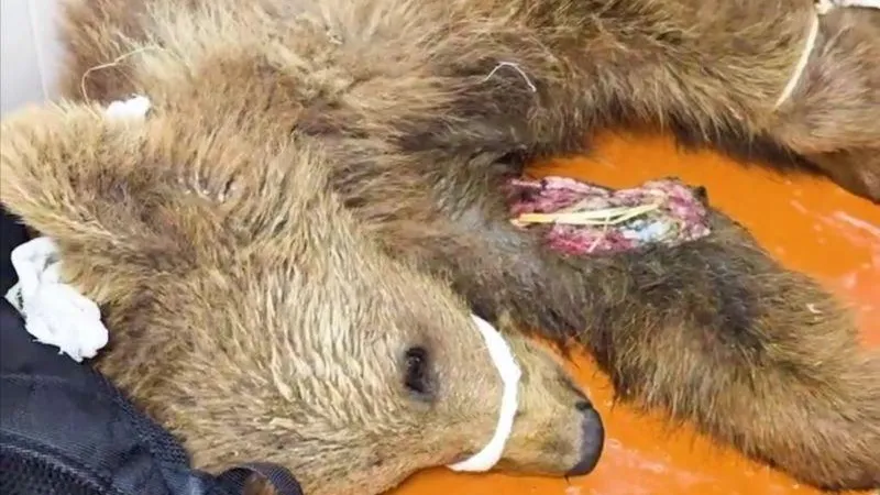 Клинские волонтеры борются за жизнь истощенного медвежонка с гниющей раной