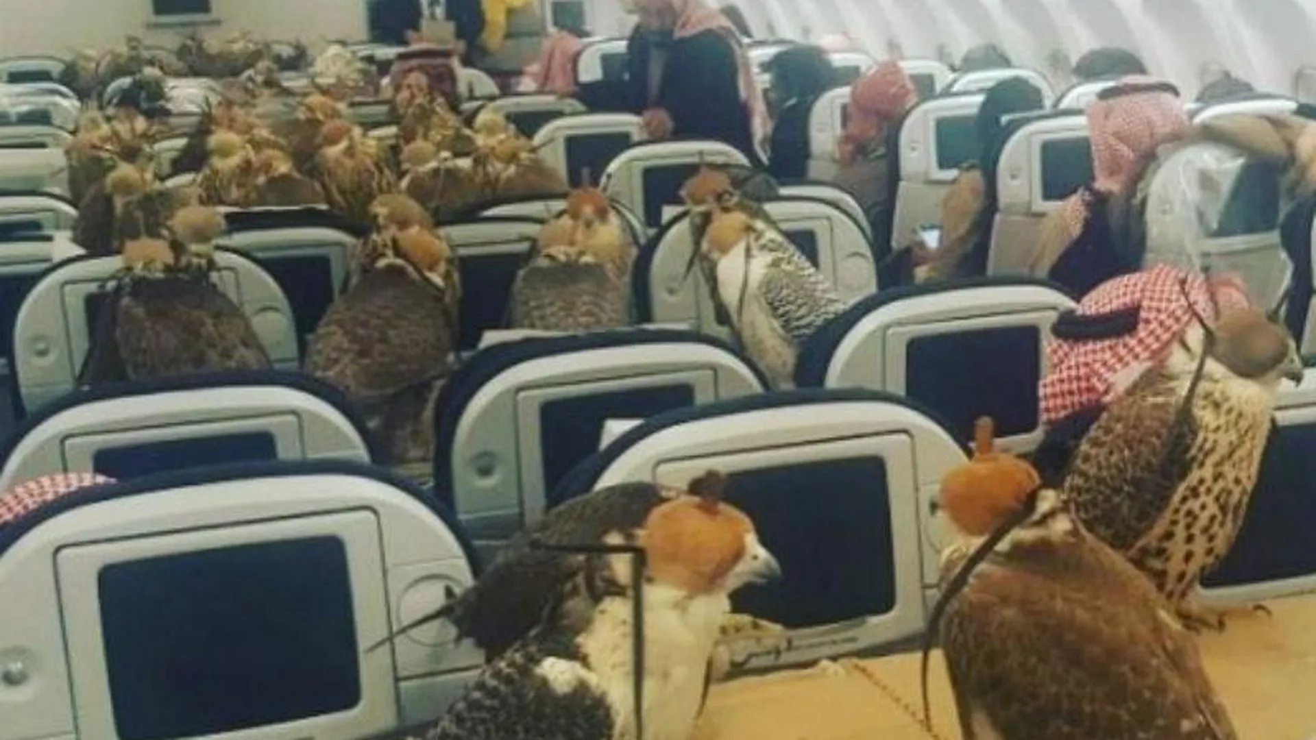 Снимок 80 соколов в самолете взорвал интернет