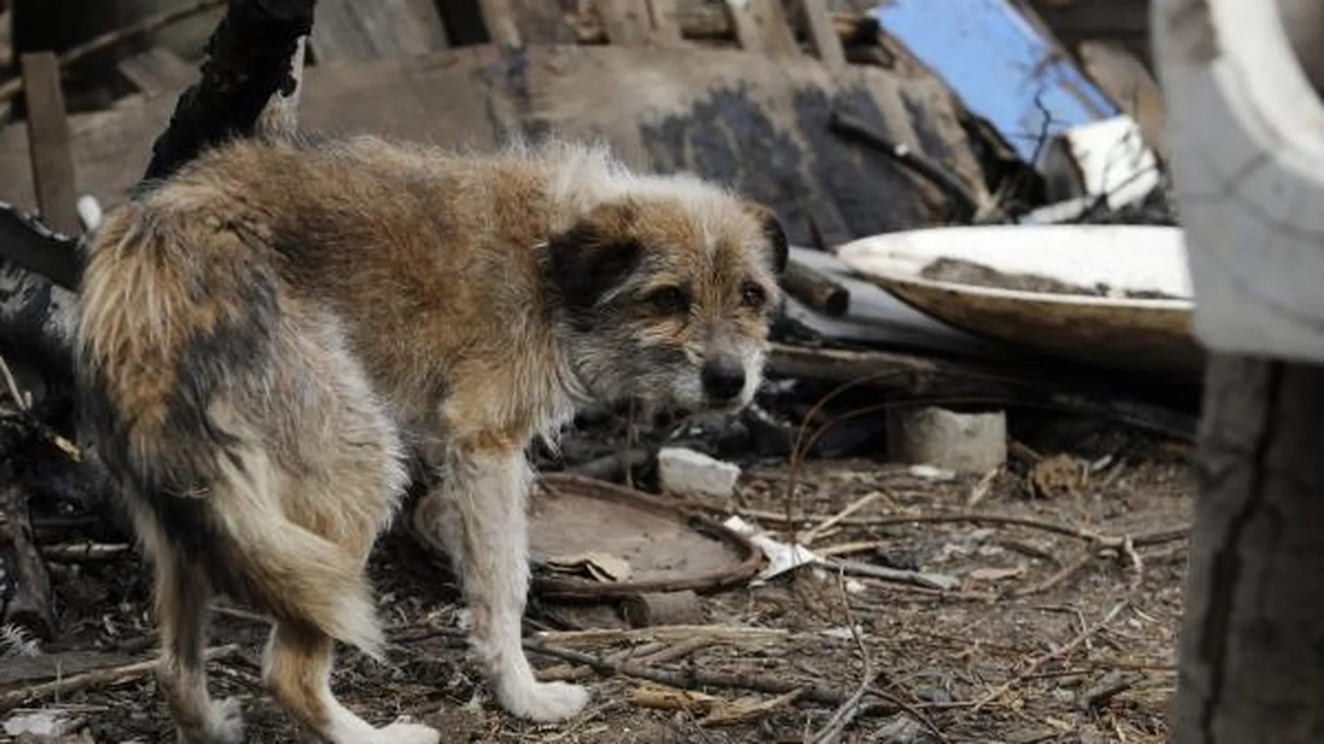 Свалку из трупов собак обнаружили в Ивантеевке
