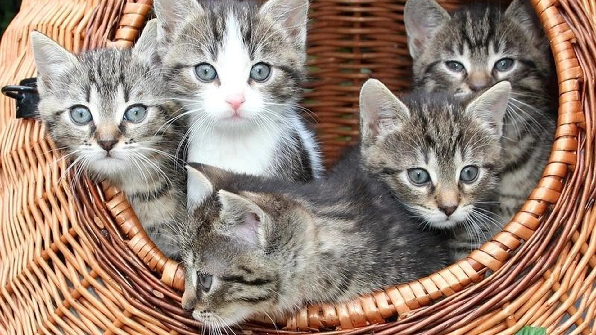 Котят по осени считают: зоозащитники МО готовятся к осеннему наплыву животных в приюты