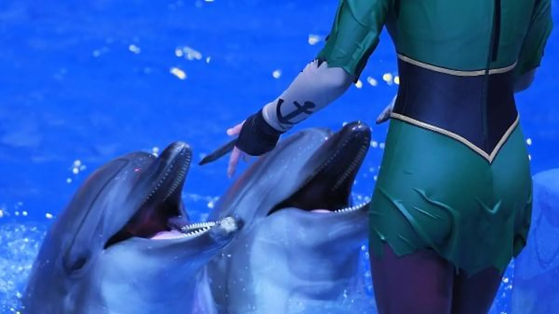 Выступление с дельфинами в океанариуме «Москвариум»