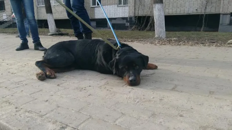 Пропала собака - найдена собака / ВКонтакте