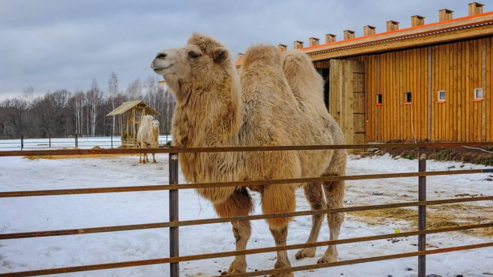 Ветеринары провели осмотр овец и верблюдов в агрокомплексе под Серпуховом
