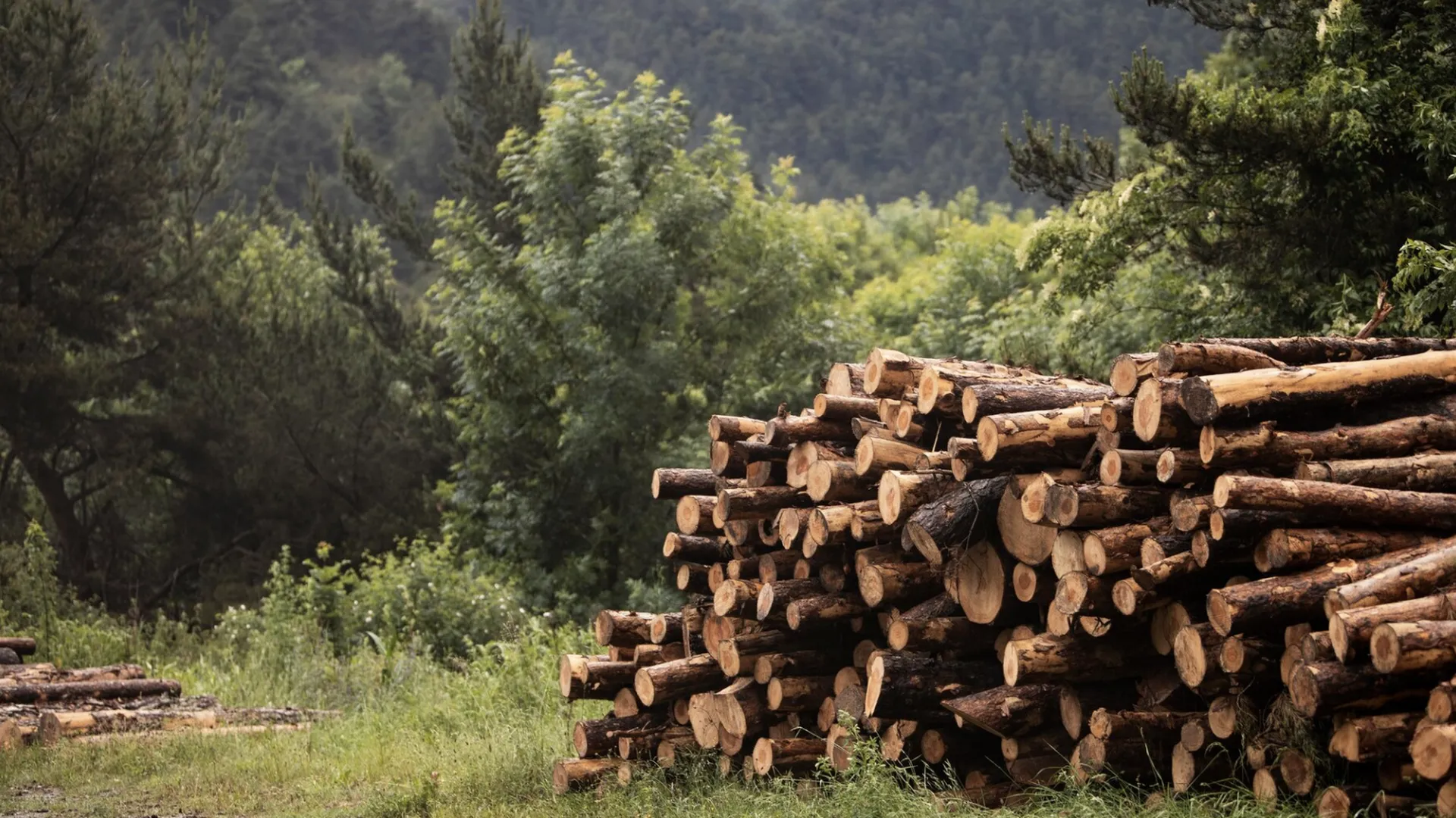 Контрабанду древесины свыше 100 тыс. кубометров пресекли в Приморском крае