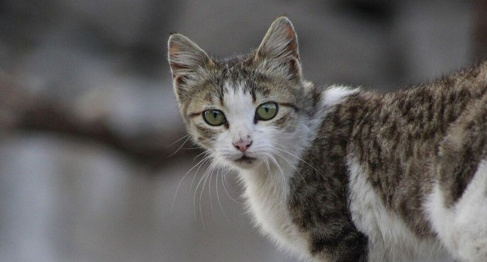 Daily Mail: нежданный сосед появится у живущего на Даунинг-стрит кота Ларри