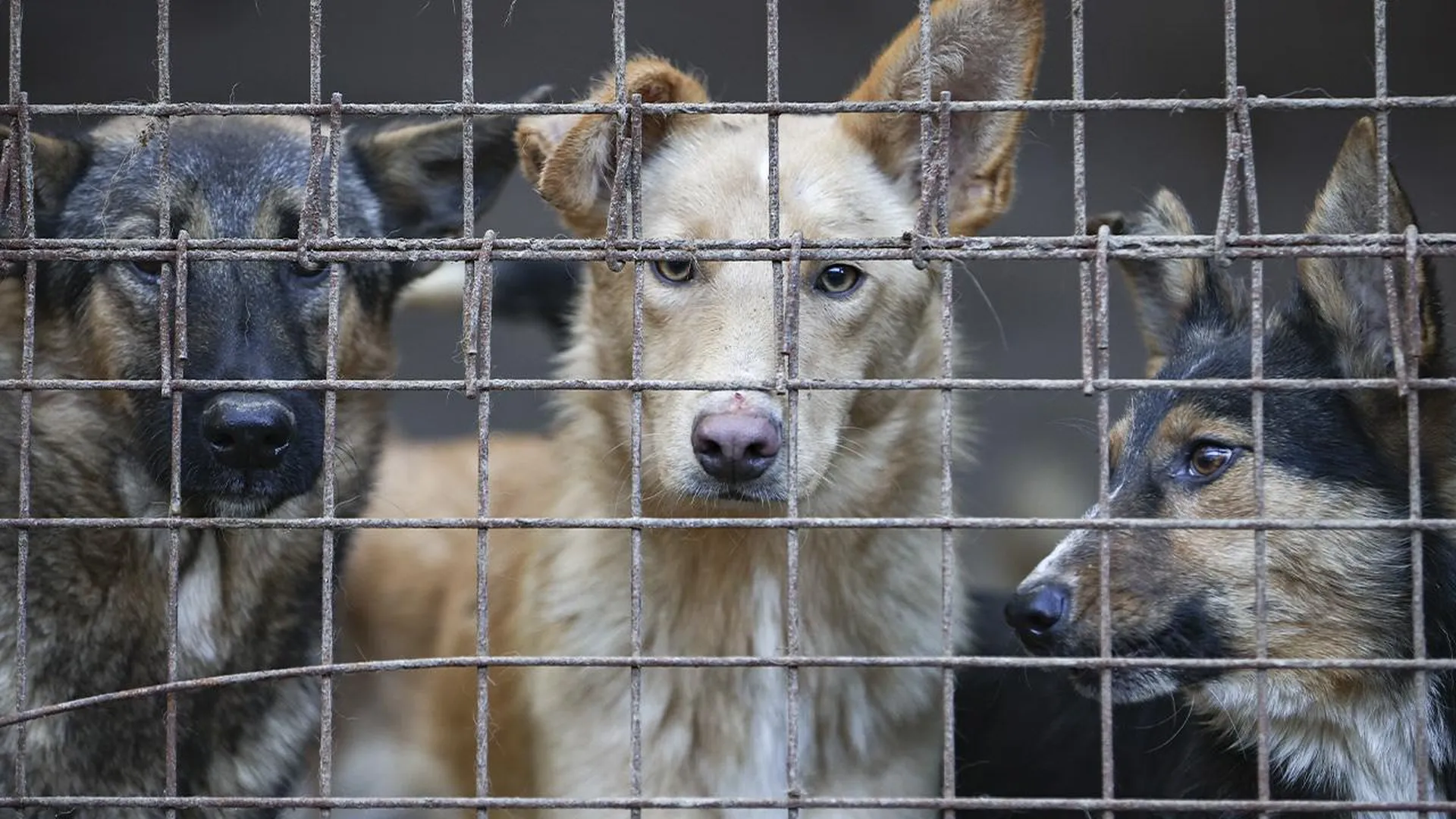 Депутат Госдумы Толмачев рассказал о законопроекте, решающем судьбу бездомных собак