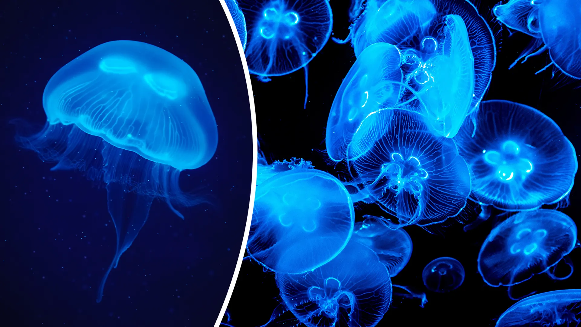 Гигантские медузы заполонили побережье в Сочи. Они опасны?
