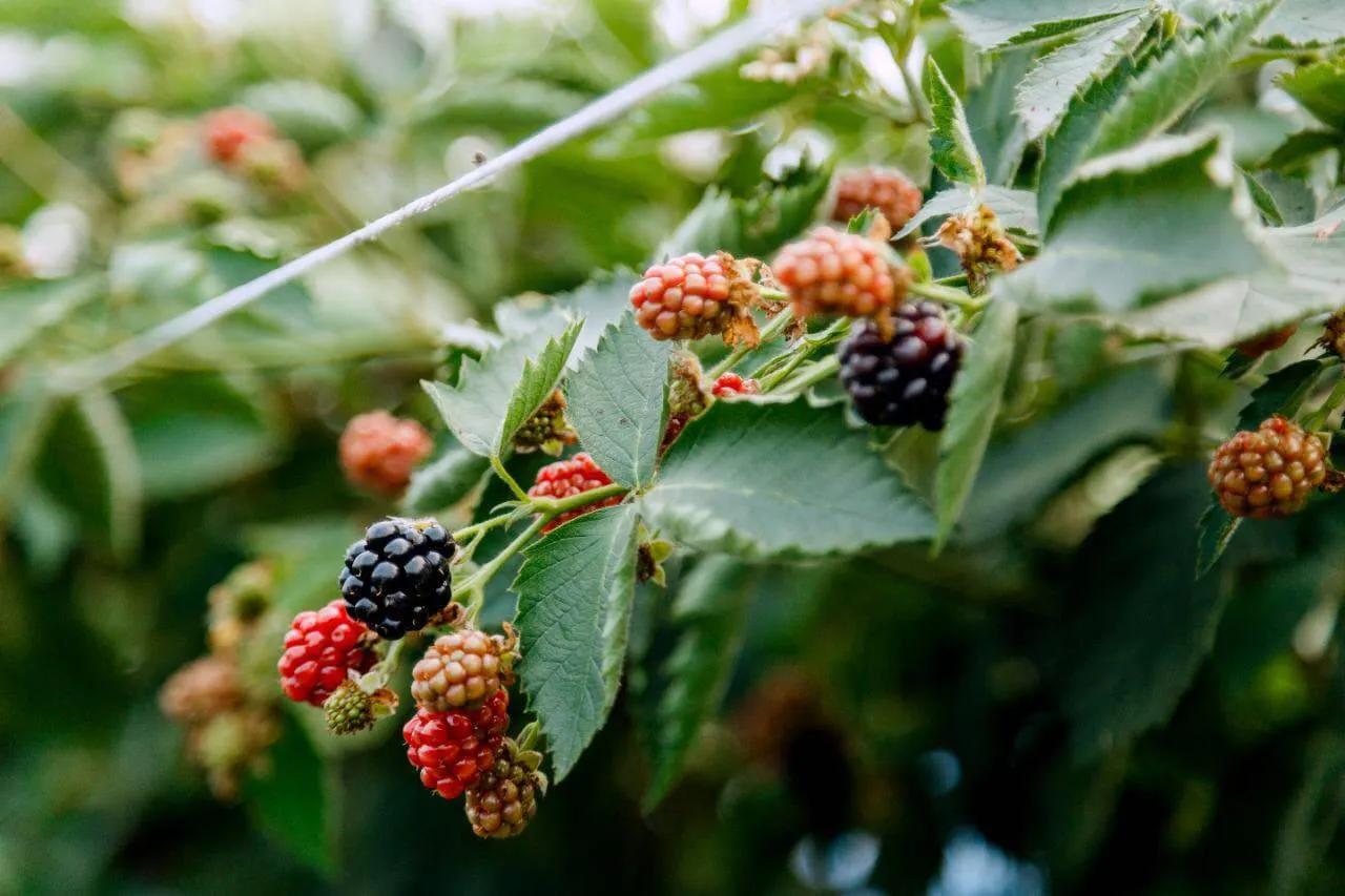 Новые ягодные теплицы Наро-Фоминска обеспечат работой сотни жителей | 360°