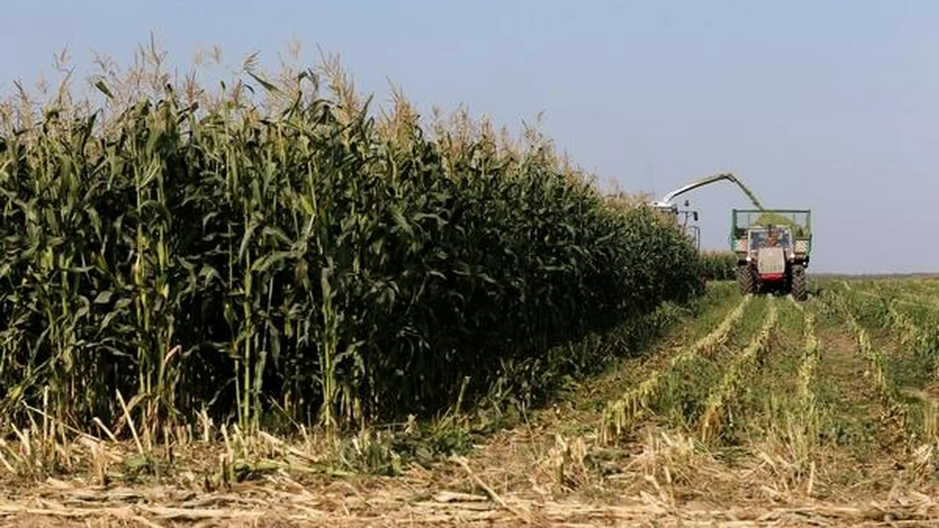 В полтора раза вырос урожай кормовой кукурузы в Сергиево-Посадском районе