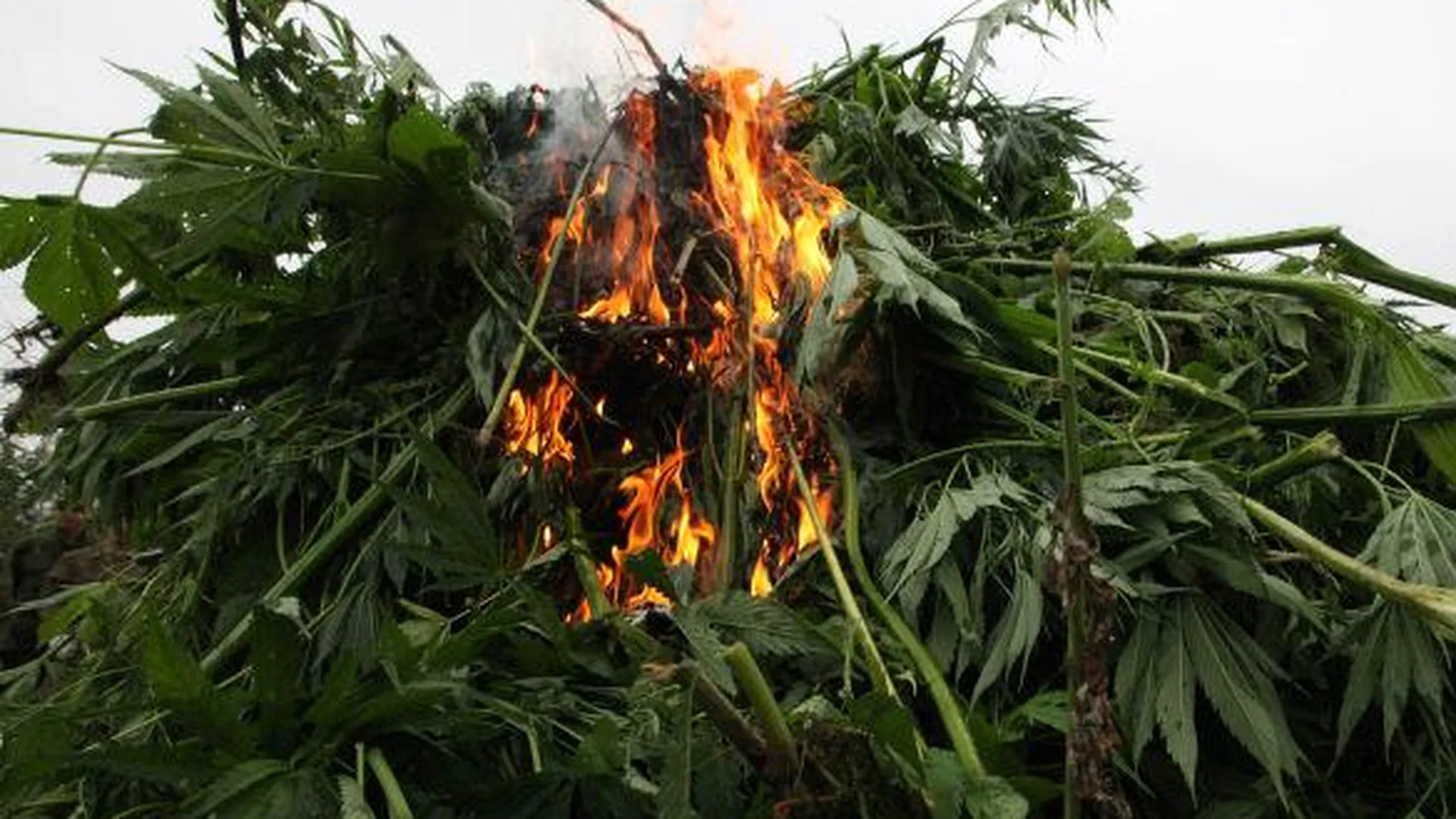 Более тонны марихуаны сожгли в Луховицком районе