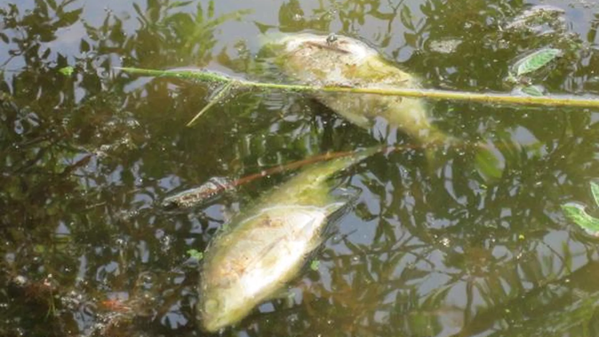 Кто сгубил рыбу в Шатурских озерах?