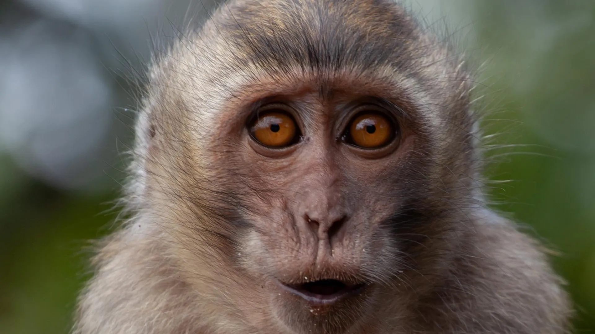 Житель Гонконга впервые заразился обезьяньим герпесом после нападения животного