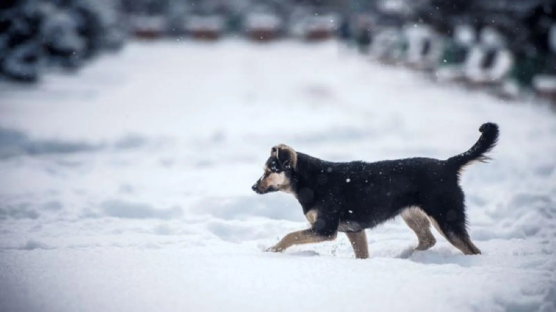 В России предлагают ввести спецправа на владение собакой
