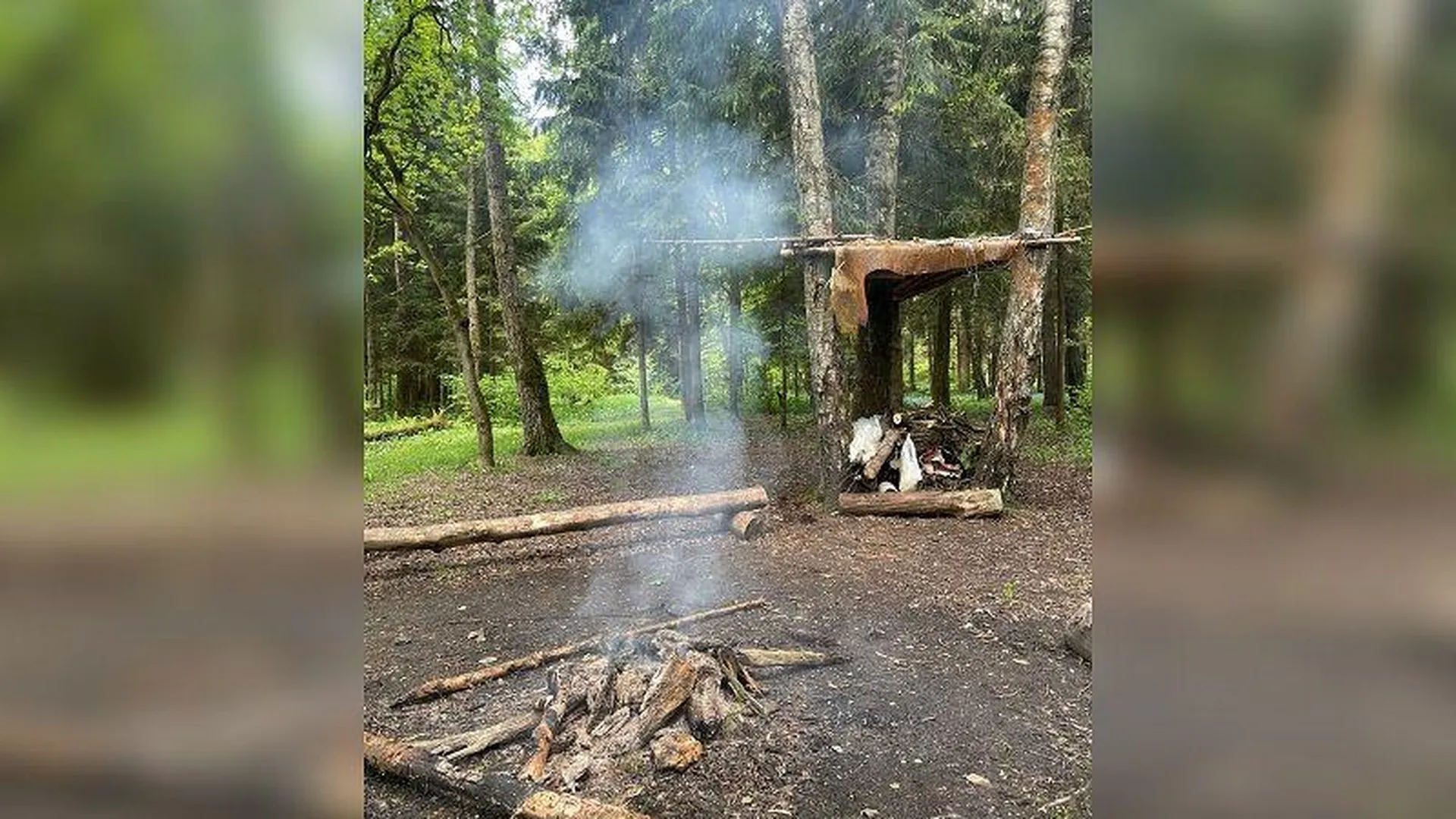 Жительница Красногорска пожаловалась на постоянный костер в лесу