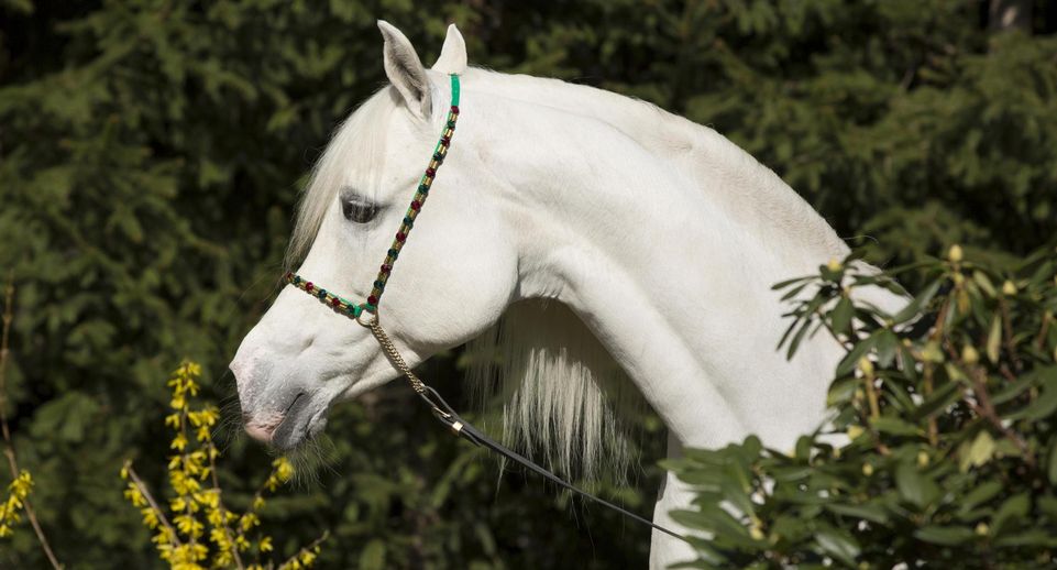 Породистых лошадей увели со двора частного дома в Раменском округе Подмосковья