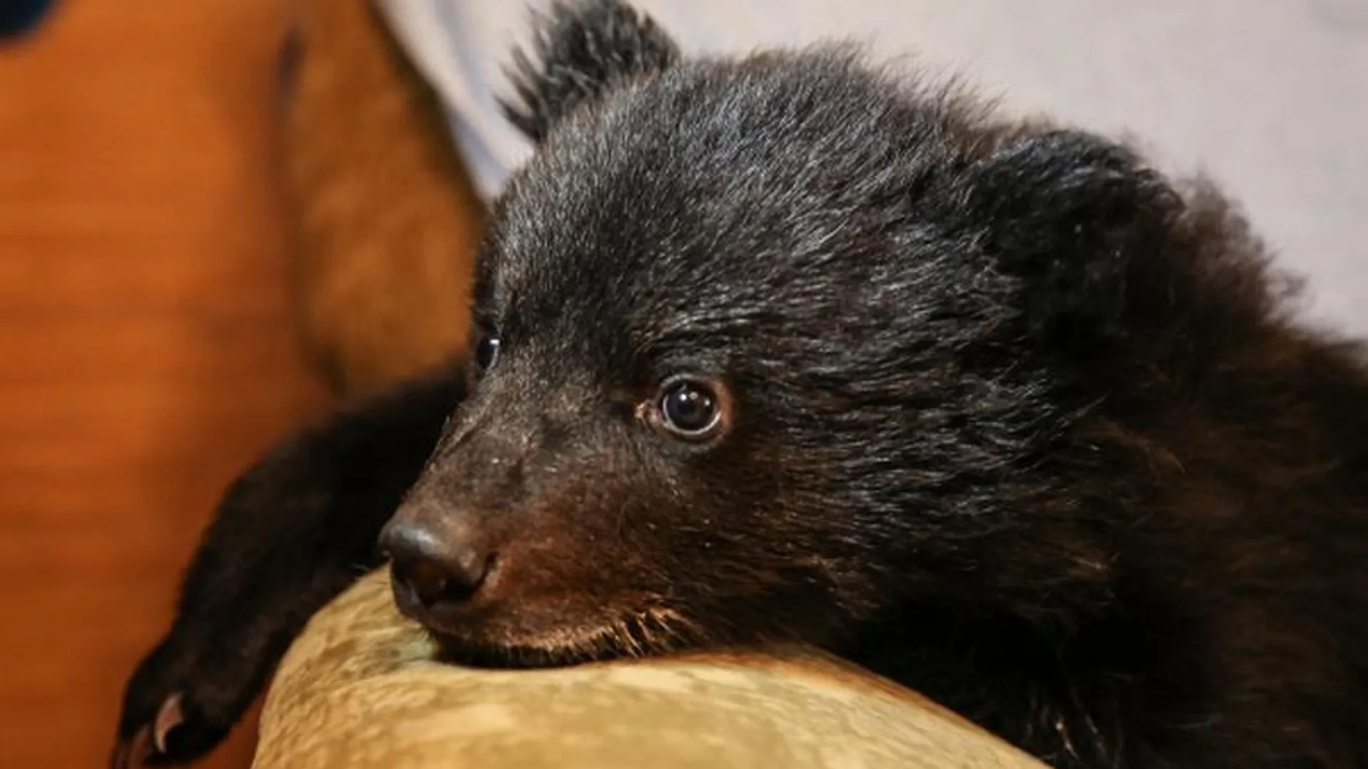 Полуторагодовалого медвежонка нашли в гараже на юге Москвы