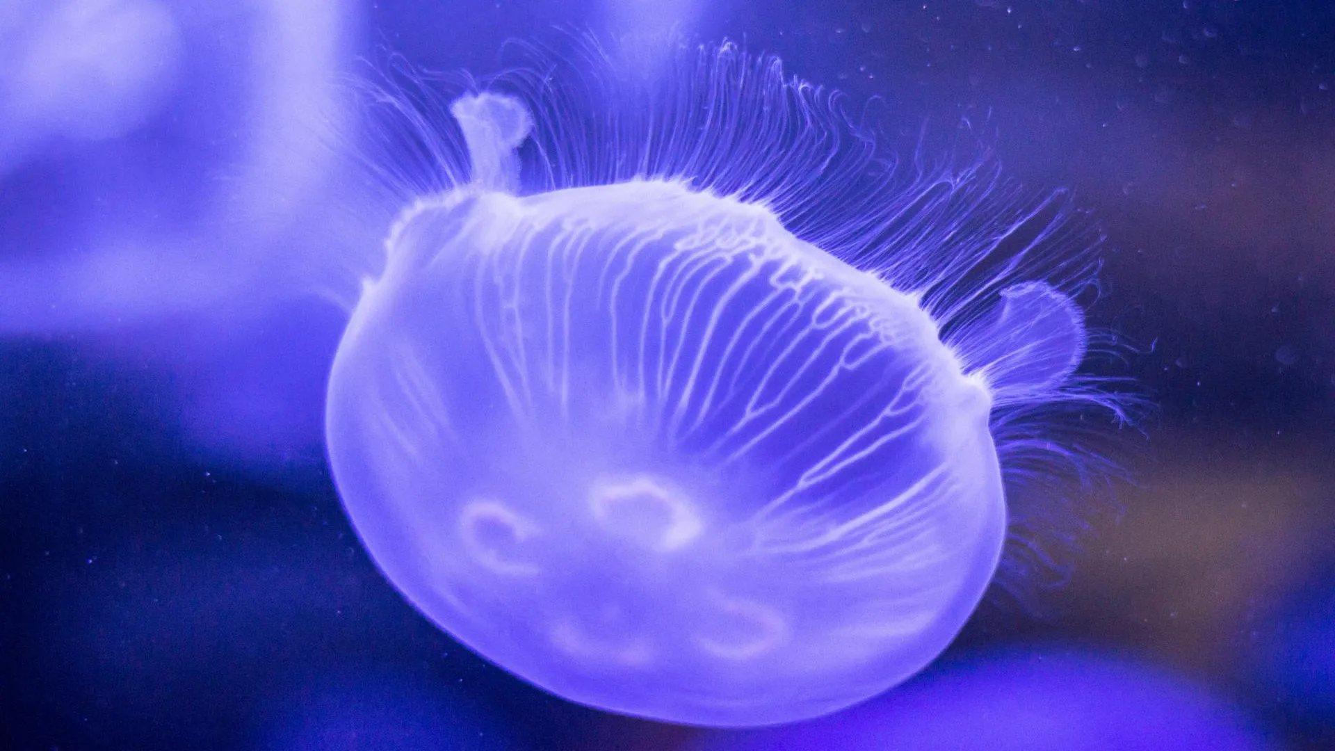 Ученые создали медуз-киборгов