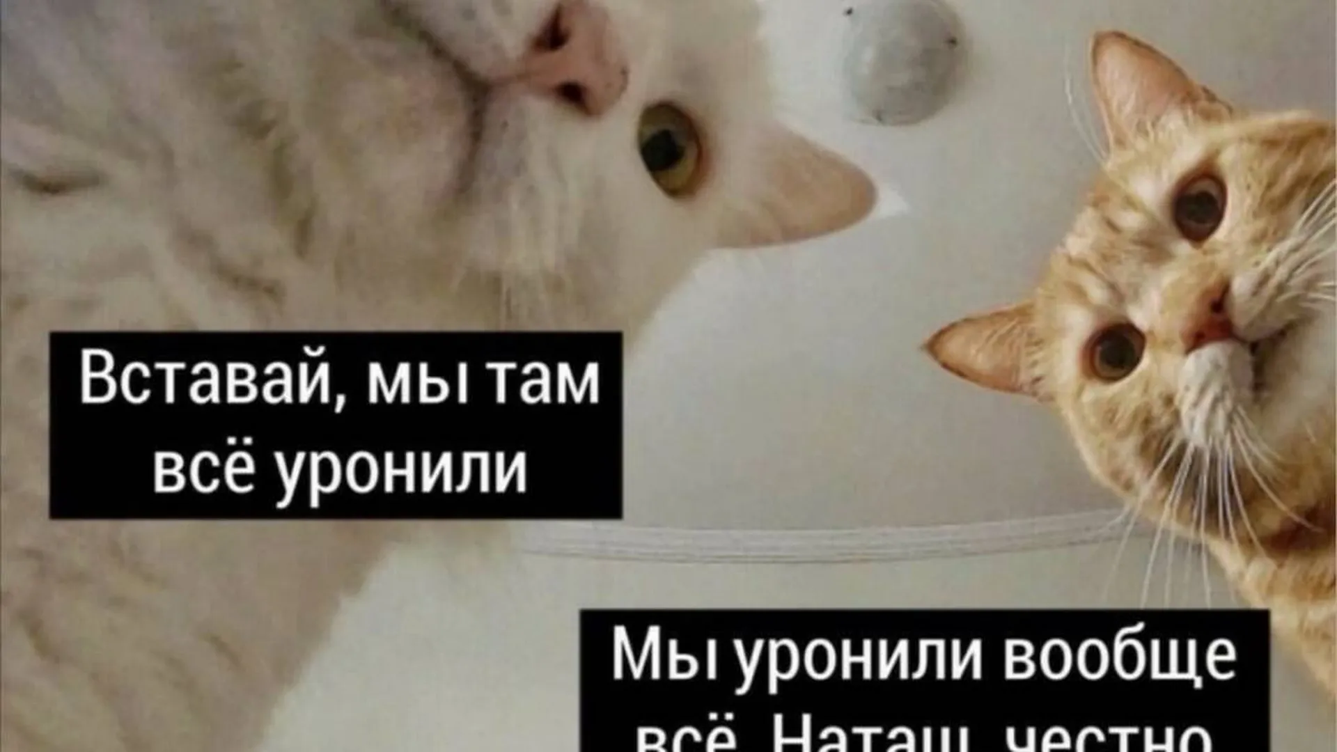 Фото Кошек Наташа Вставай