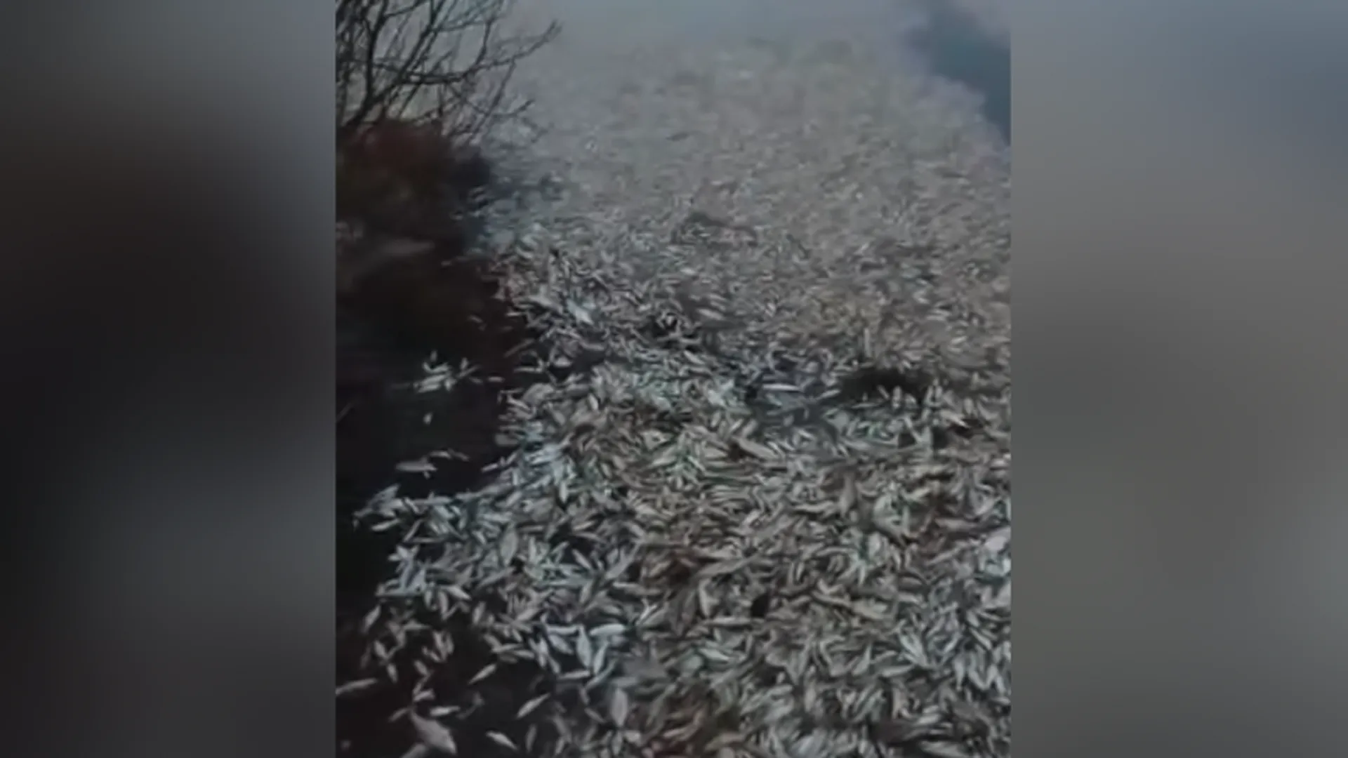 Смерть от удушья: названа предварительная версия массовой гибели рыбы в Бисерово