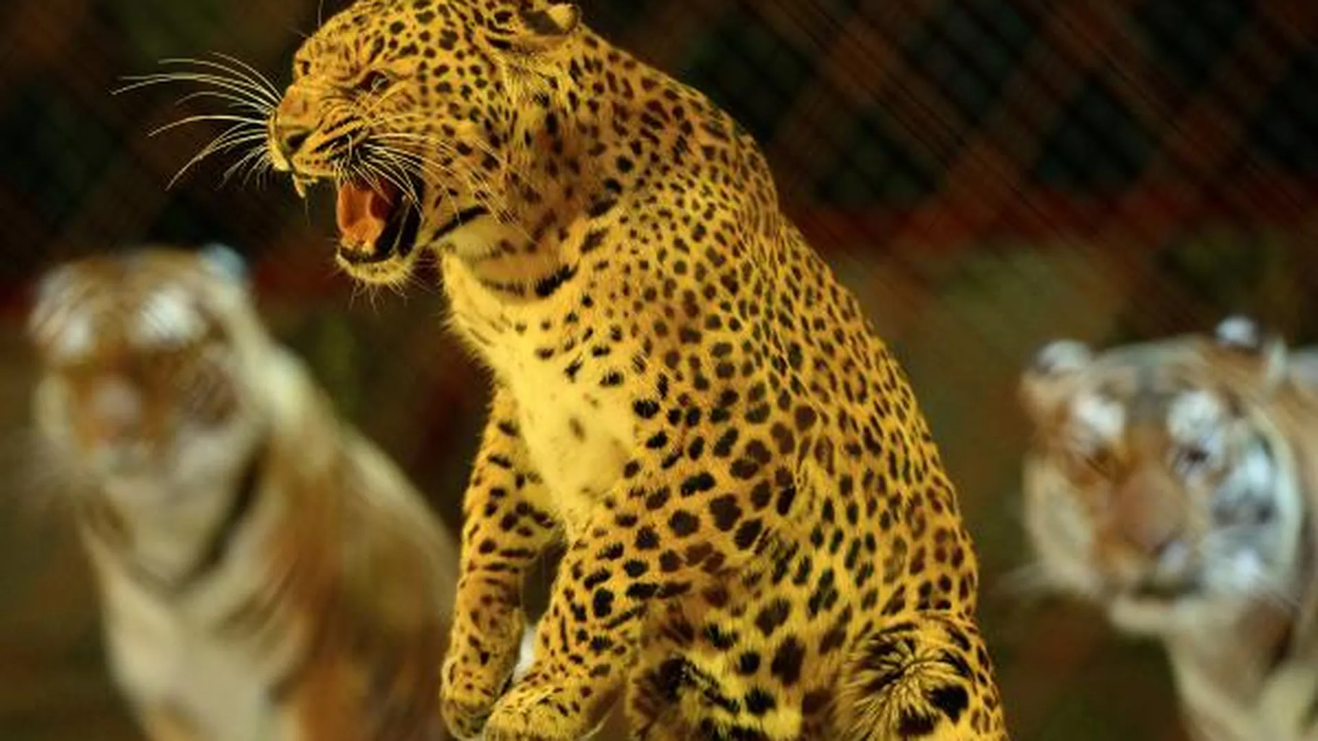Напавшего на зрителей в Подольске леопарда отдали в зоопарк