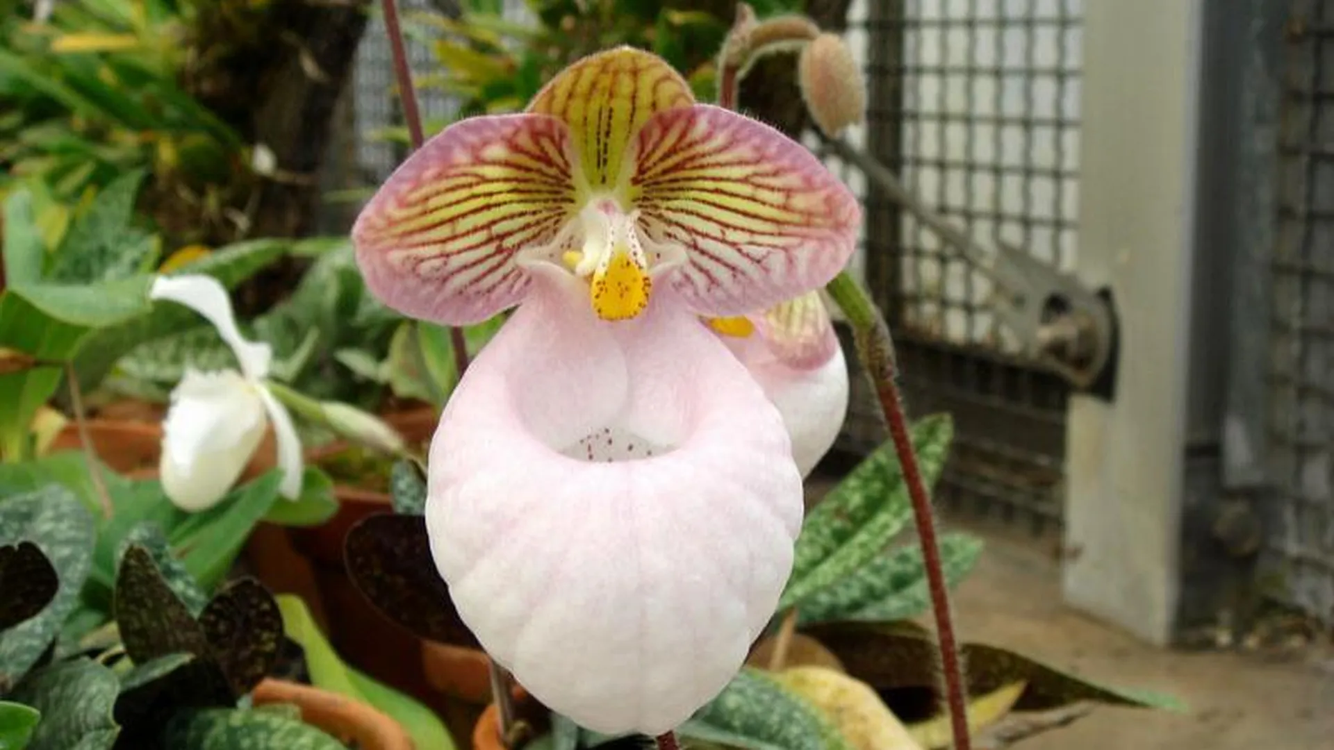 В «Аптекарском огороде» зацвела редкая орхидея