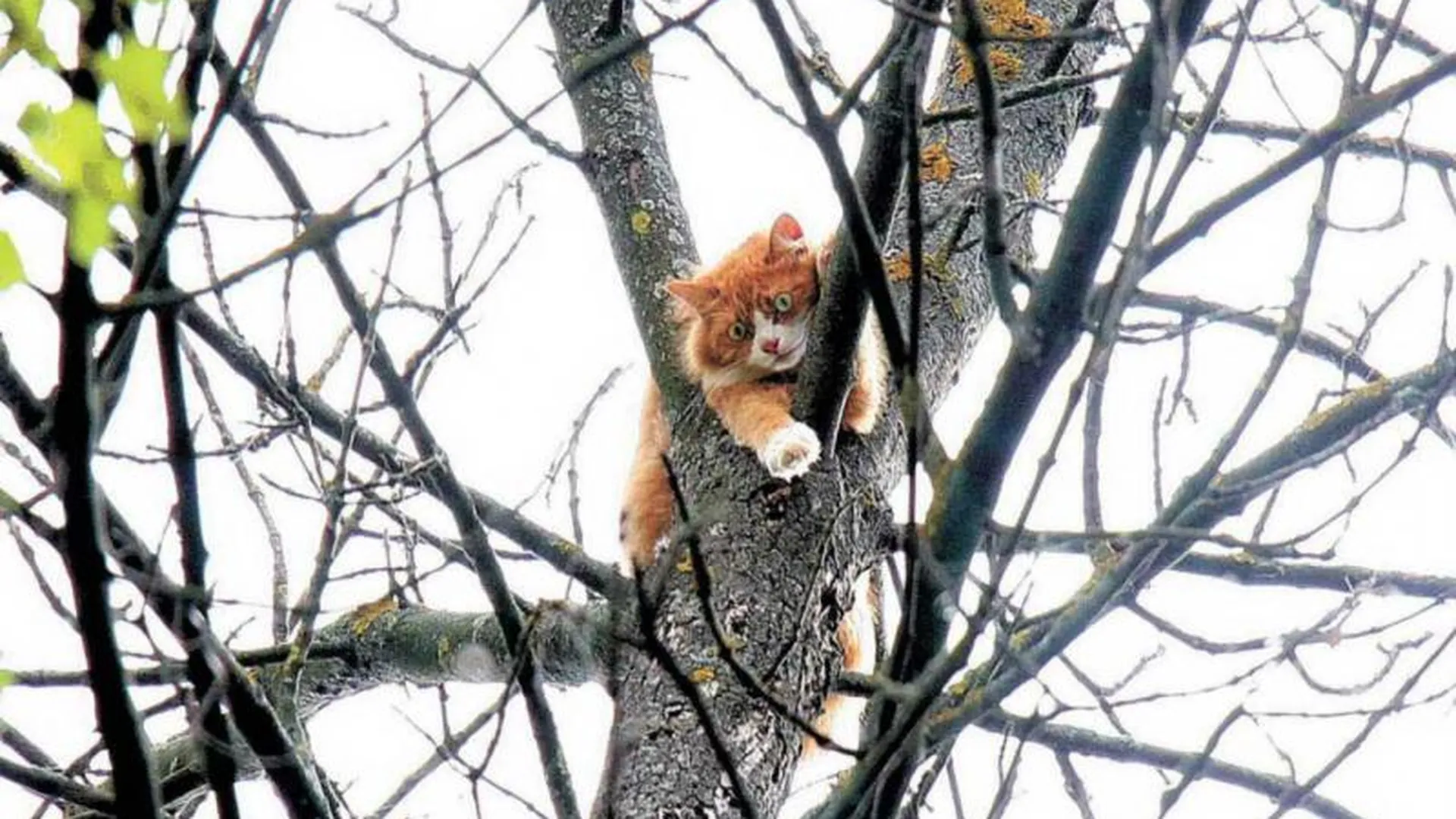 Кота, который 7 дней провел на дереве, наконец, спасли