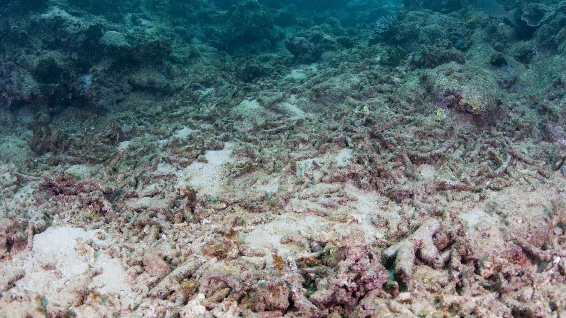 Мертвые кораллы на дне океана у берегов Фиджи / Michael Patrick O’Neill / ZUMAPRESS.com