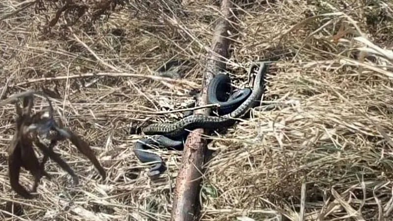 Выводок змей обнаружили жители Опалихи