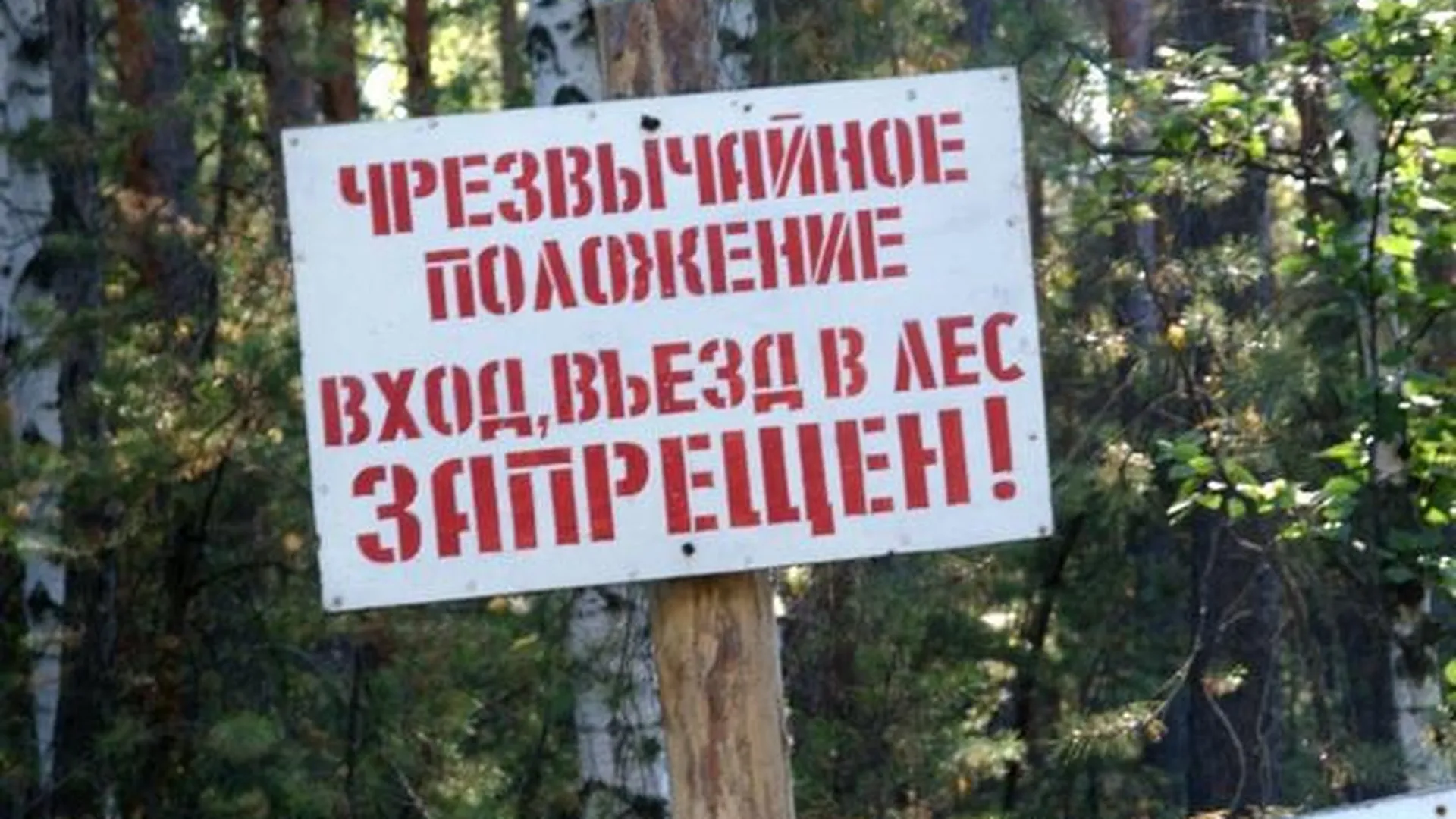 Ограничение на пребывание в лесах введено в области с 12 по 15 июня