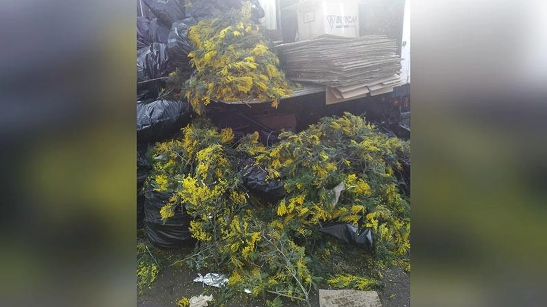 Свалку из мимозы, не распроданной на 8 Марта, устроили цветочники в Домодедово