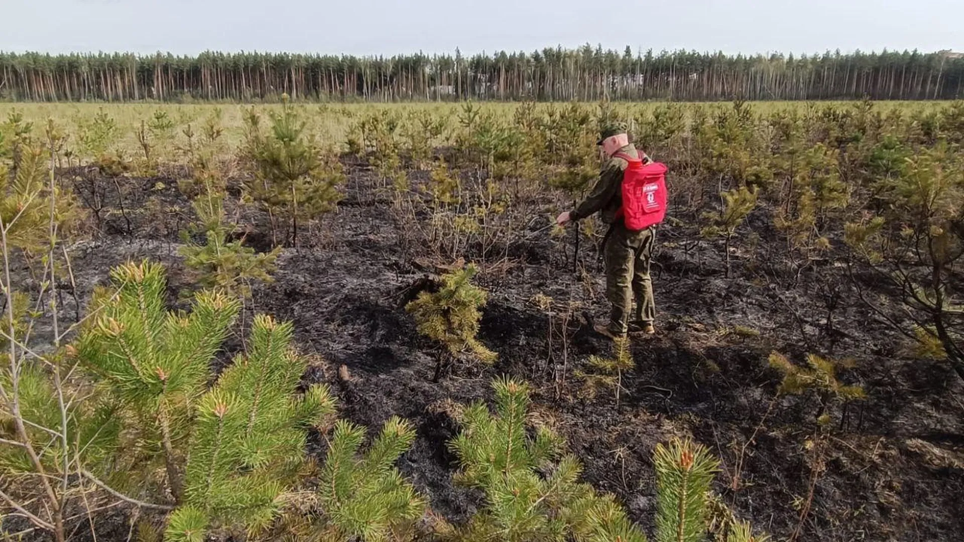 пресс-служба Комитета лесного хозяйства Московской области
