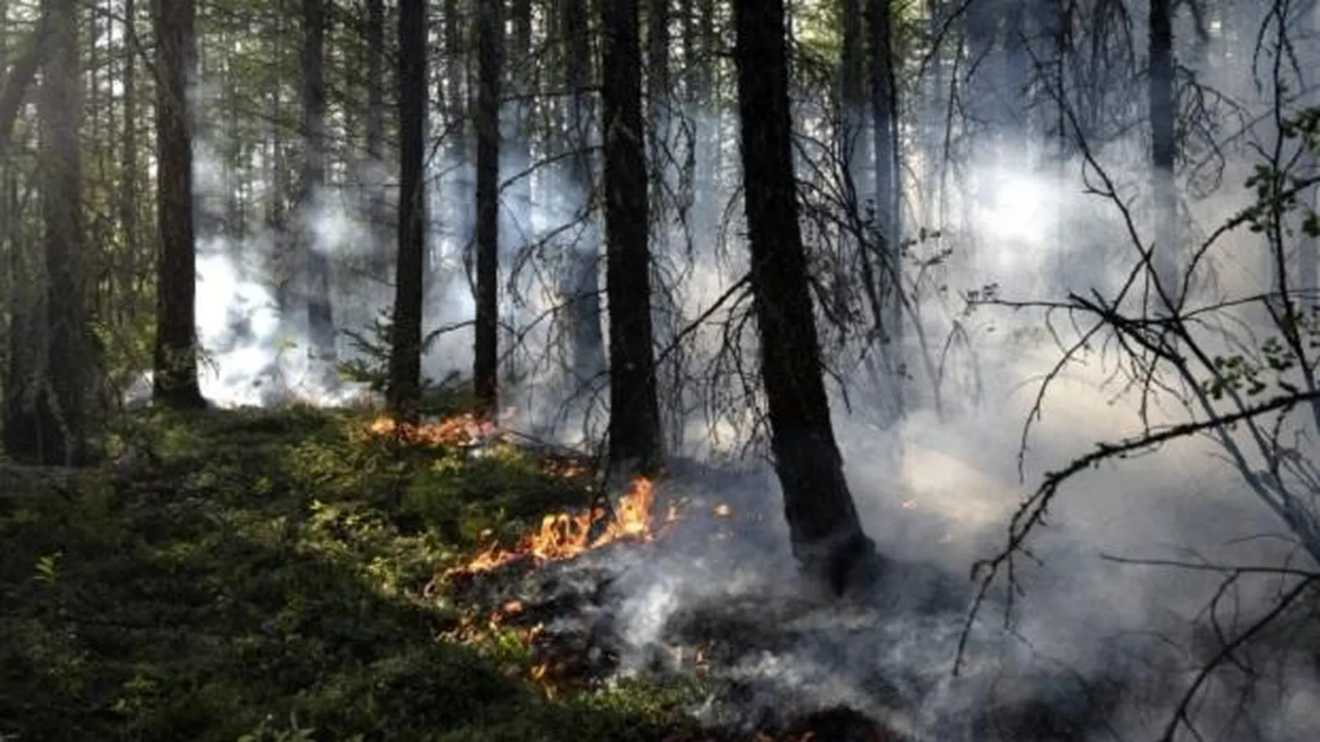 Жителей Московской области предупредили о повышенном риске лесных пожаров