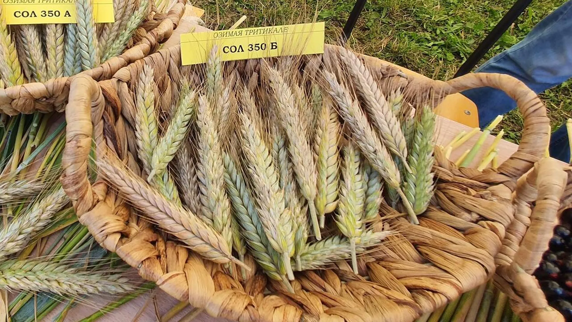 В Подмосковье презентовали сорт озимой пшеницы, названной в честь бойцов СВО