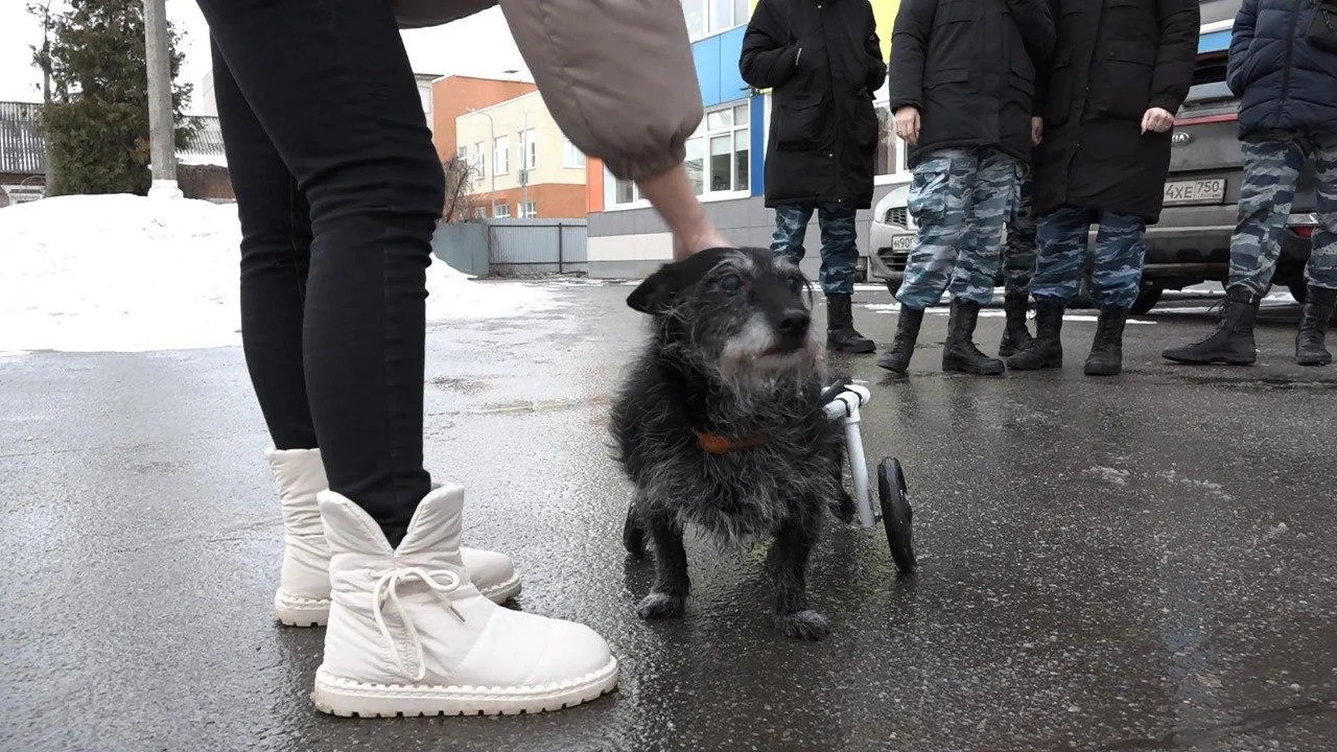 Мастер из Серпухова запустил производство бесплатных колясок и протезов для собак