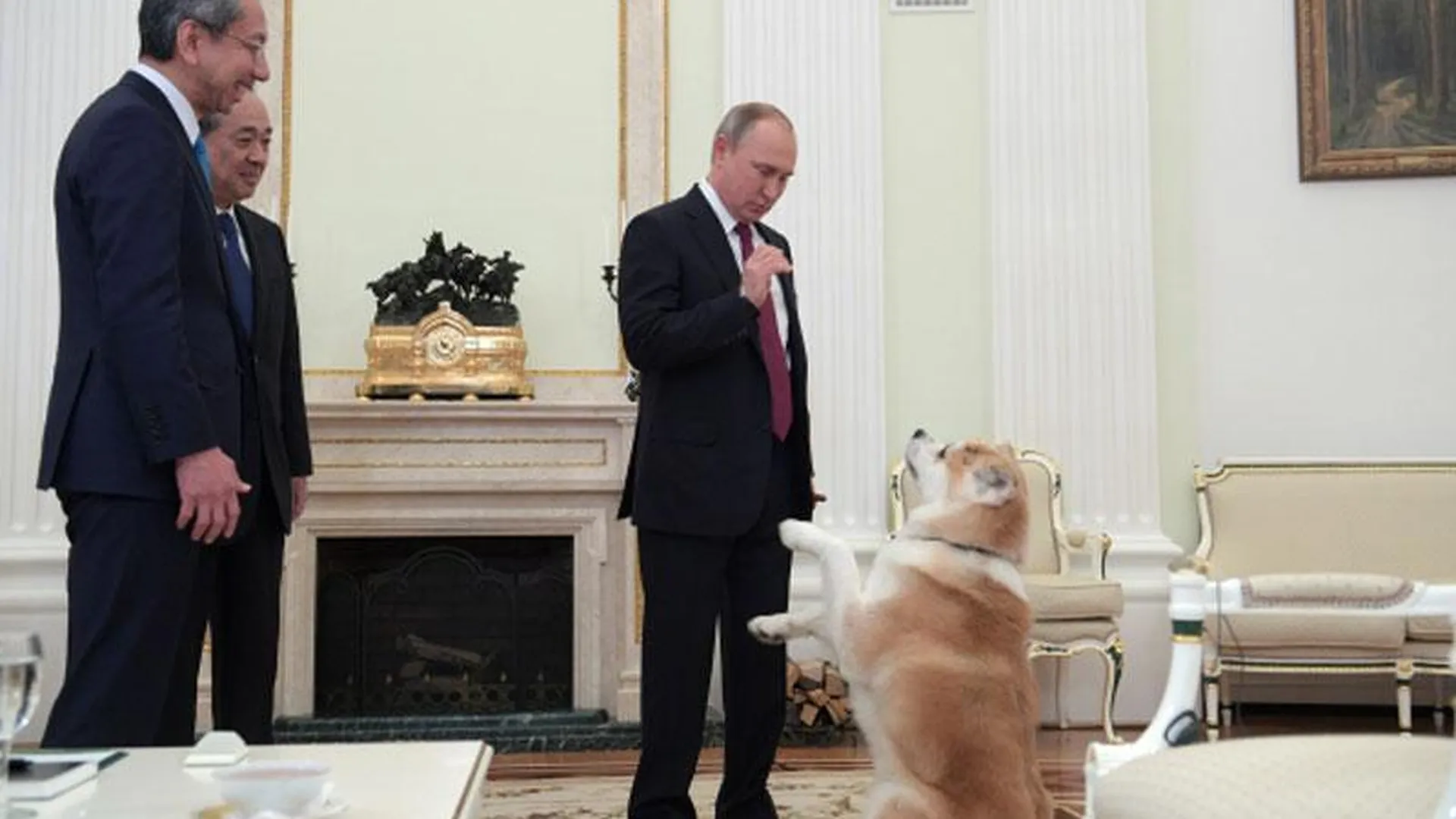 Кинолог объяснил поведение японской собаки президента РФ